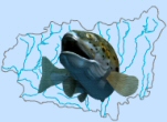 pescaleon