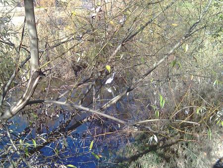 Re: Reportaje del Órbigo día 12 de abril de 2013