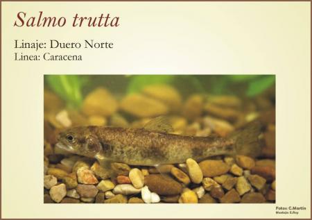 Linea genetica de Salmo Trutta