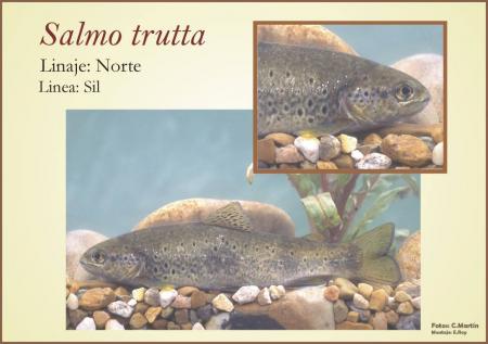 Linea genetica de Salmo Trutta