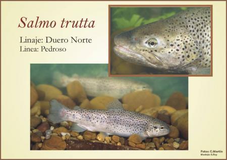 Linea genetica de Salmo Trutta