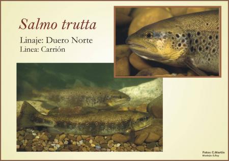 Linea genetica de Salmo Trutta