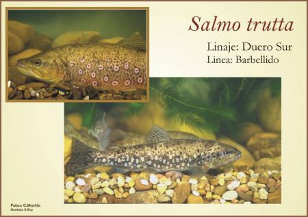 Linea genetica de Salmo Trutta
