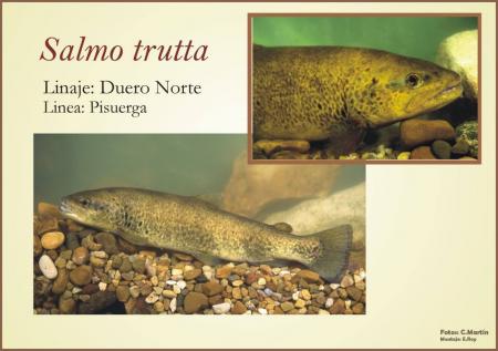 Linea genetica de Salmo Trutta