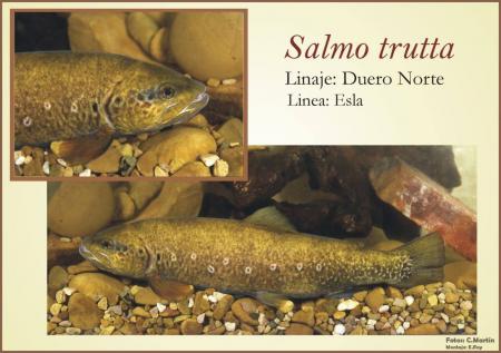 Linea genetica de Salmo Trutta