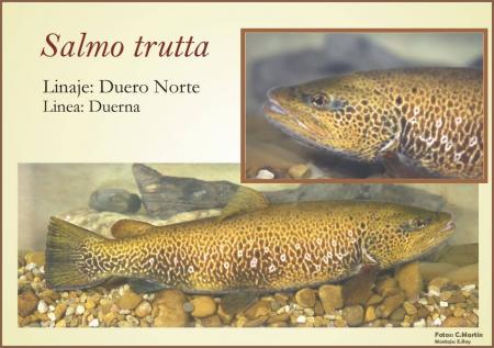 Linea genetica de Salmo Trutta