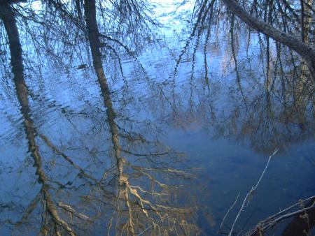 Re: Árbol seco & Árbol verde