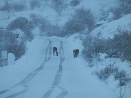 La primera nevada
