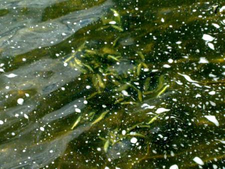 Despropósito en el Esla