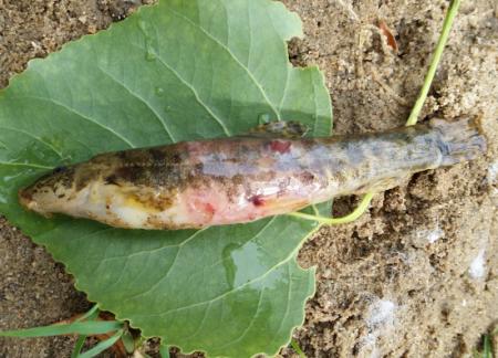 NUeva especie en el Porma?