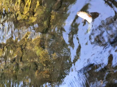 Re: Día internacional Pesca a la Leonesa 2020