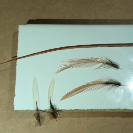 Royal Coachman...o como se escriba...a la Leonesa RRoyal