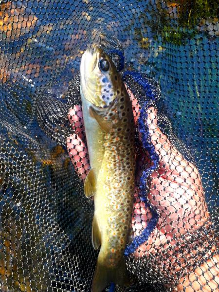 Re: Cotos o tramos libres SIN muerte en Galicia