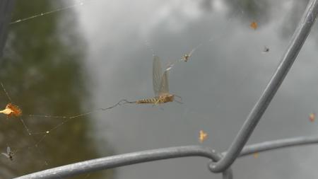 Efémera de Marzo......