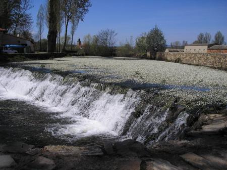 Lago de flores......