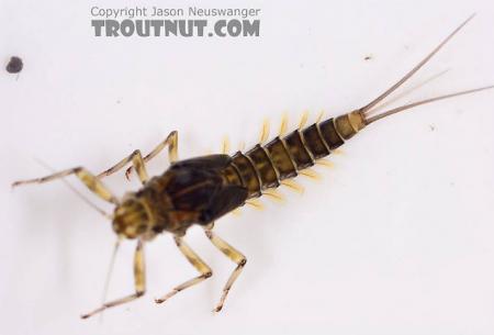 Re: Que poco se habla de brincas!