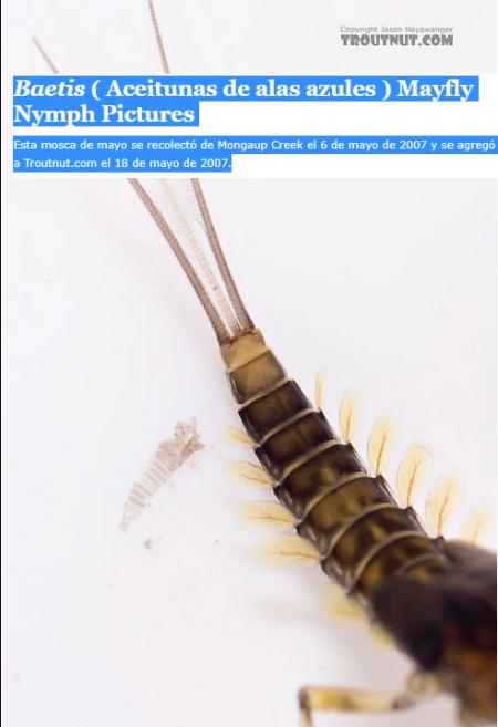 Re: Que poco se habla de brincas!