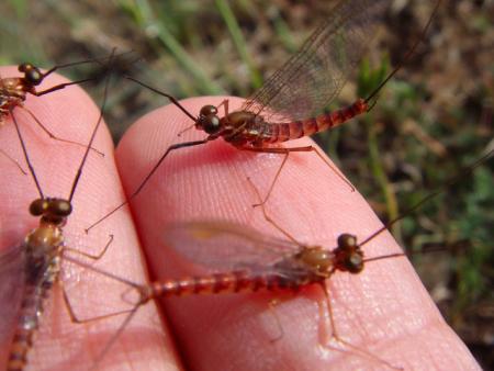 La junta teme que las lluvias arrastren la ceniza a  los acuíferos