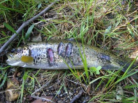 Truchas heridas en Manzaneda