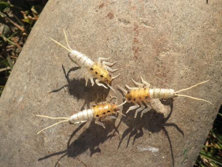 Re: Sección Montaje