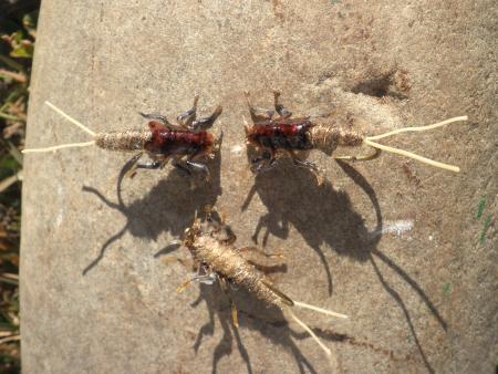 Re: Sección Montaje