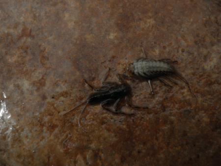 Re: Moscas, larvas e insectos....