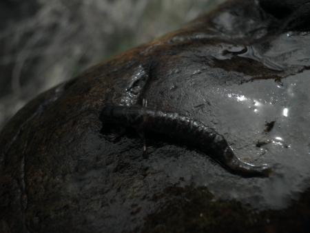 Re: Moscas, larvas e insectos....