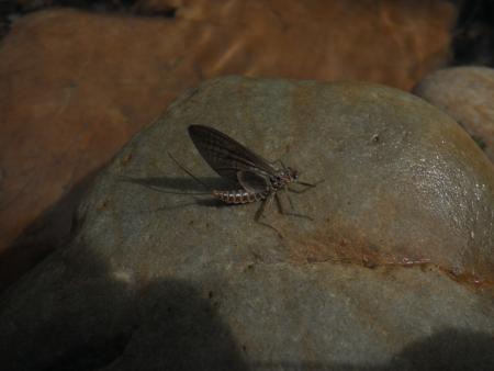 Re: Moscas, larvas e insectos....