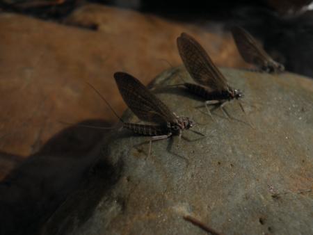 Re: Moscas, larvas e insectos....