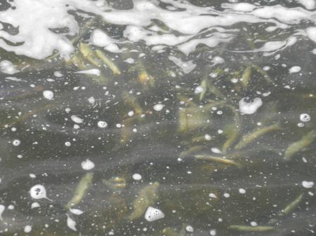 Re: Revoltijo de noticias......