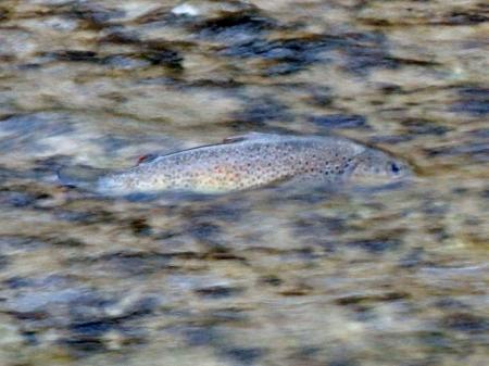 Remontes en el Torío