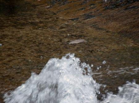 Remontes en el Torío