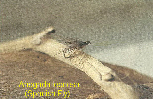 Presente y futuro de la Pesca a la Leonesa.
