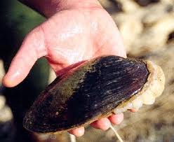 Re: almejas en el rio sil