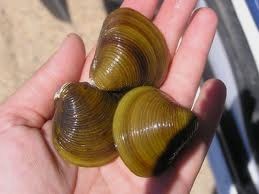 Re: almejas en el rio sil