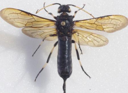 Avispa, ataca coníferas.