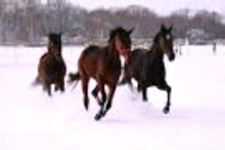 Pescaleòn sigue en la brecha.......