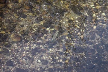 Re: La freza de la trucha toma el rìo