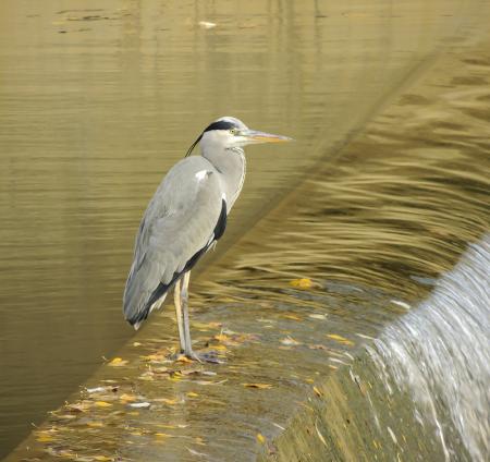 Re: Camuflaje perfecto.