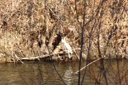 Re: Camuflaje perfecto.