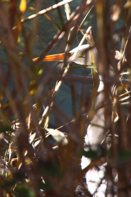 Re: Camuflaje perfecto.