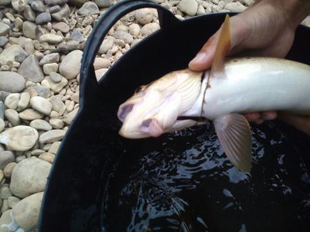 El daño de los anzuelos