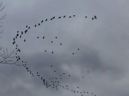 Llegan los pajarracos