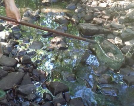 Re: Rescate de truchas