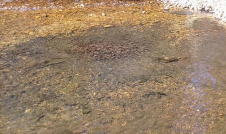 Re: Rescate de truchas