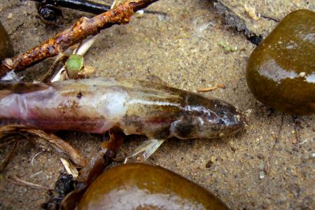 Re: Nueva especie en el Porma