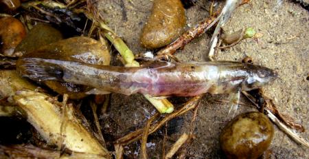 Re: Nueva especie en el Porma