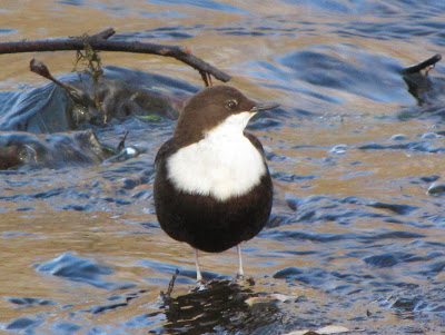 Un nuevo ciclo llega....vuelve el agua y con ella la vida.