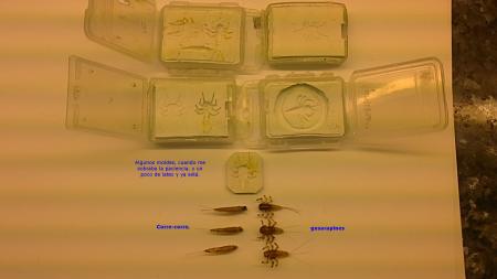 Moldes e imitaciones