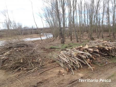 Tala Indiscriminada en el Torío.